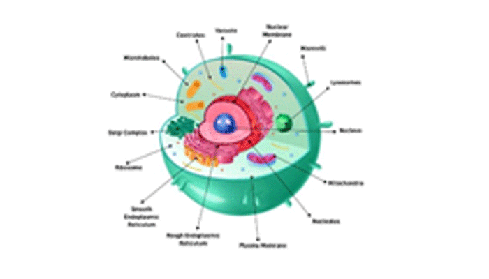 Animal Cell