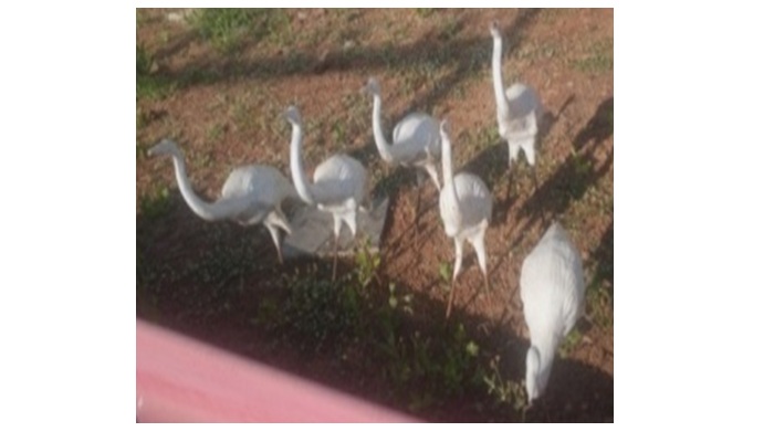 FRP SMALL BIRD