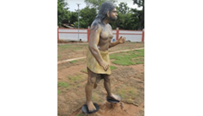 Human Evolution