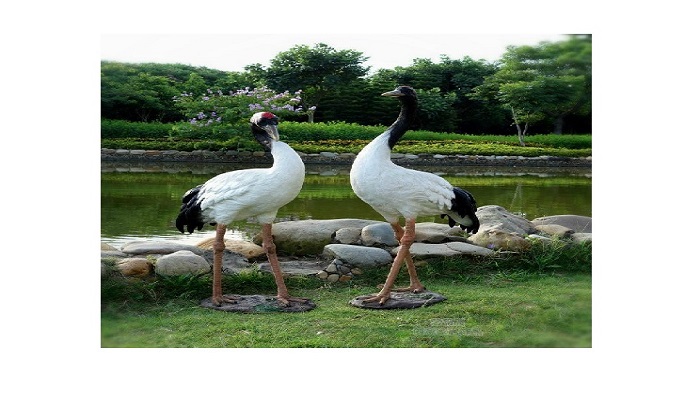 Crane