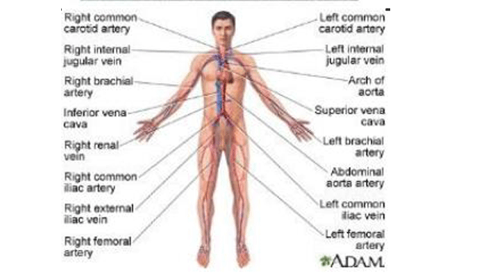 Veins Your Body